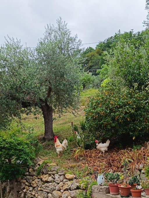 Alloggio Intero In Casa Contadina Nel Verde Ai Piedi Della Majella - Agricasa Caprafico Casoli Kültér fotó